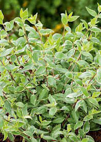 Abelia grandiflora 'Lucky Lots'